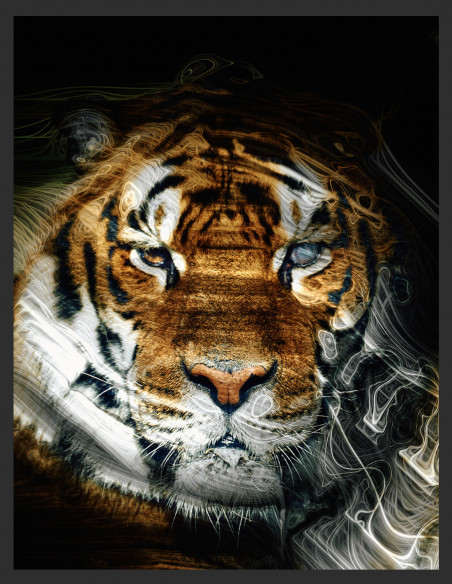 | GLANCE 1.0 | ANIMALS 