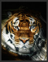 portrait Tigre