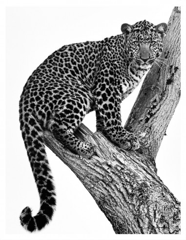 | REGARD 1.2 | Animaux 