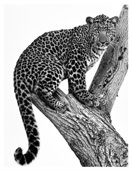 | REGARD 1.2 | Animaux 