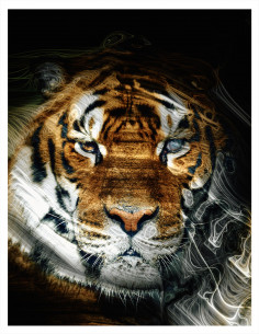 Tigre Regard 1 Collector 2