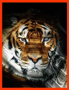 Tigre Regard 1 Collector