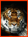 Tigre Regard 1 Collector