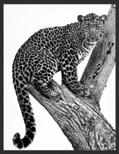 Leopard collector regard 1.2 2