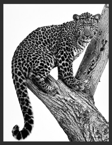 | REGARD 1.2 Collector | Collector Animaux 