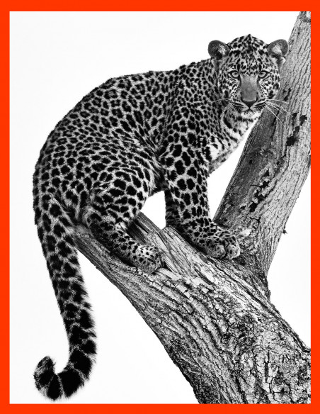 | REGARD 1.2 Collector | Collector Animaux 