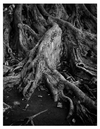 | Organic 1.0 | Nature et Paysage 