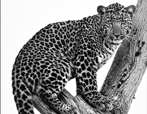 Leopard en noir et blanc