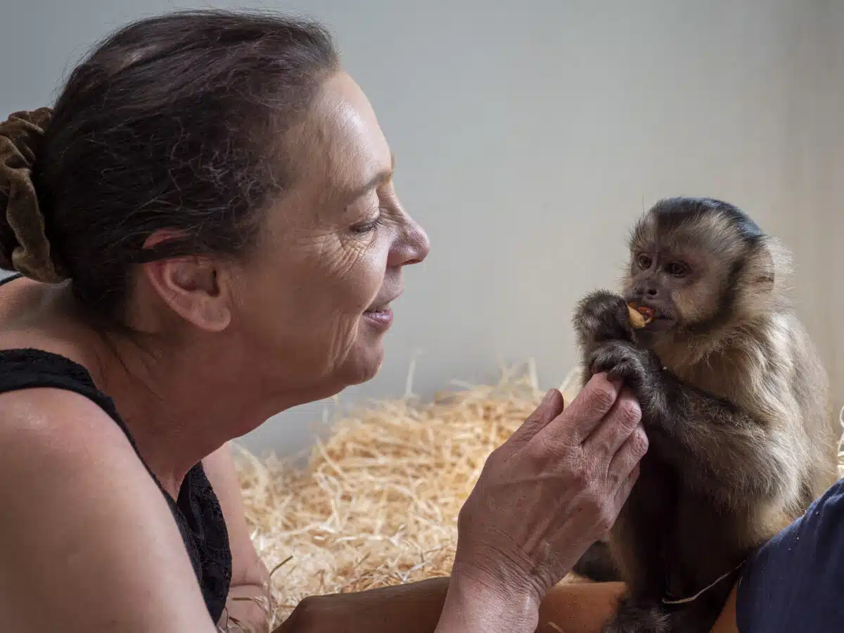 Refuge d'un petit singe a la taniere zoo